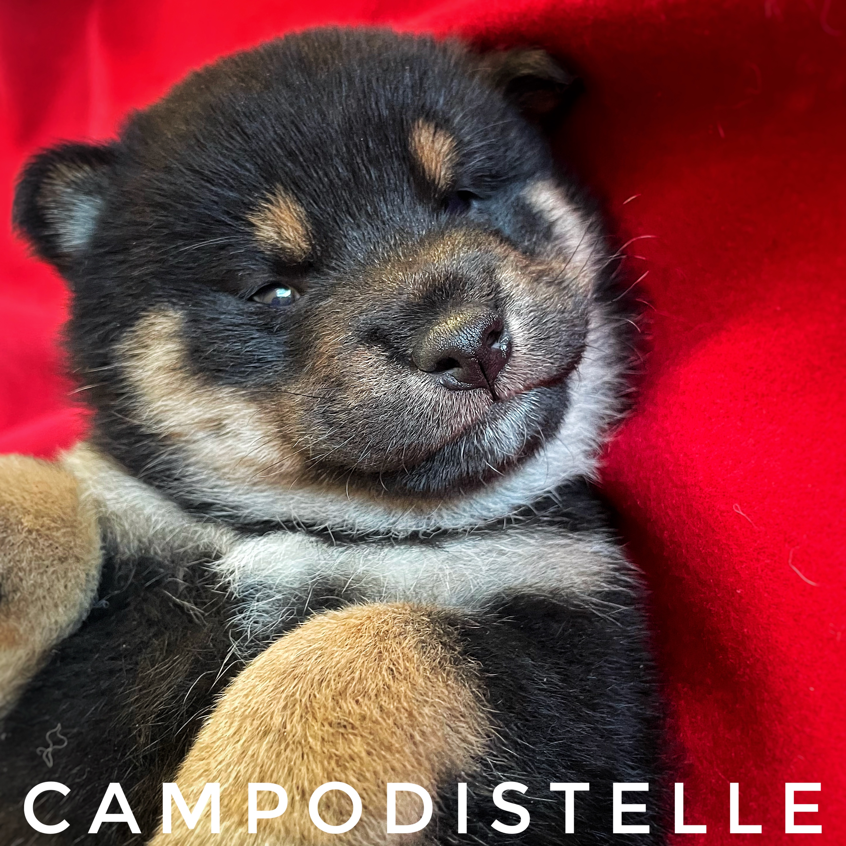 shiba-cucciolo-29.jpg