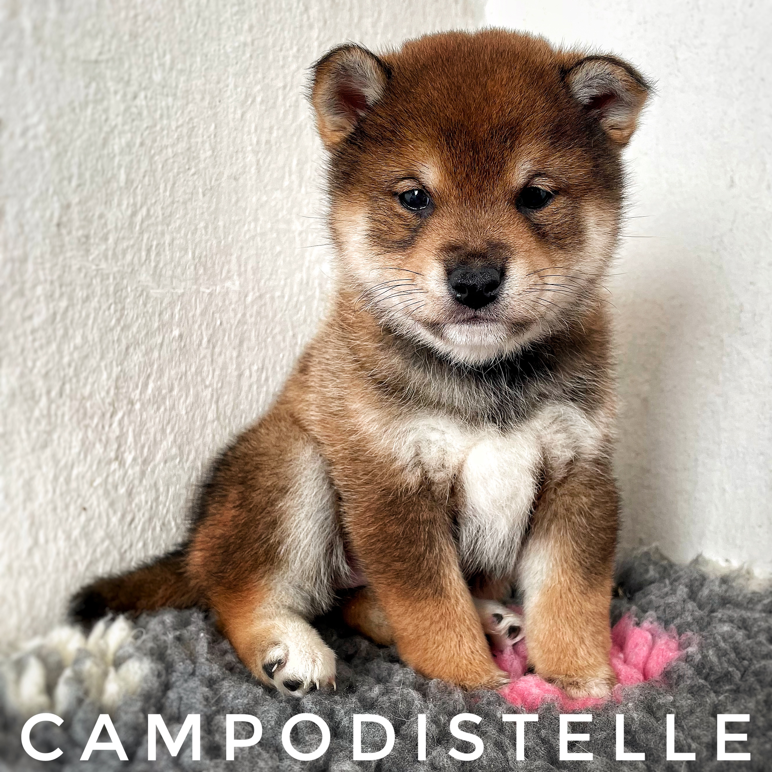 shiba-cucciolo-31.jpg