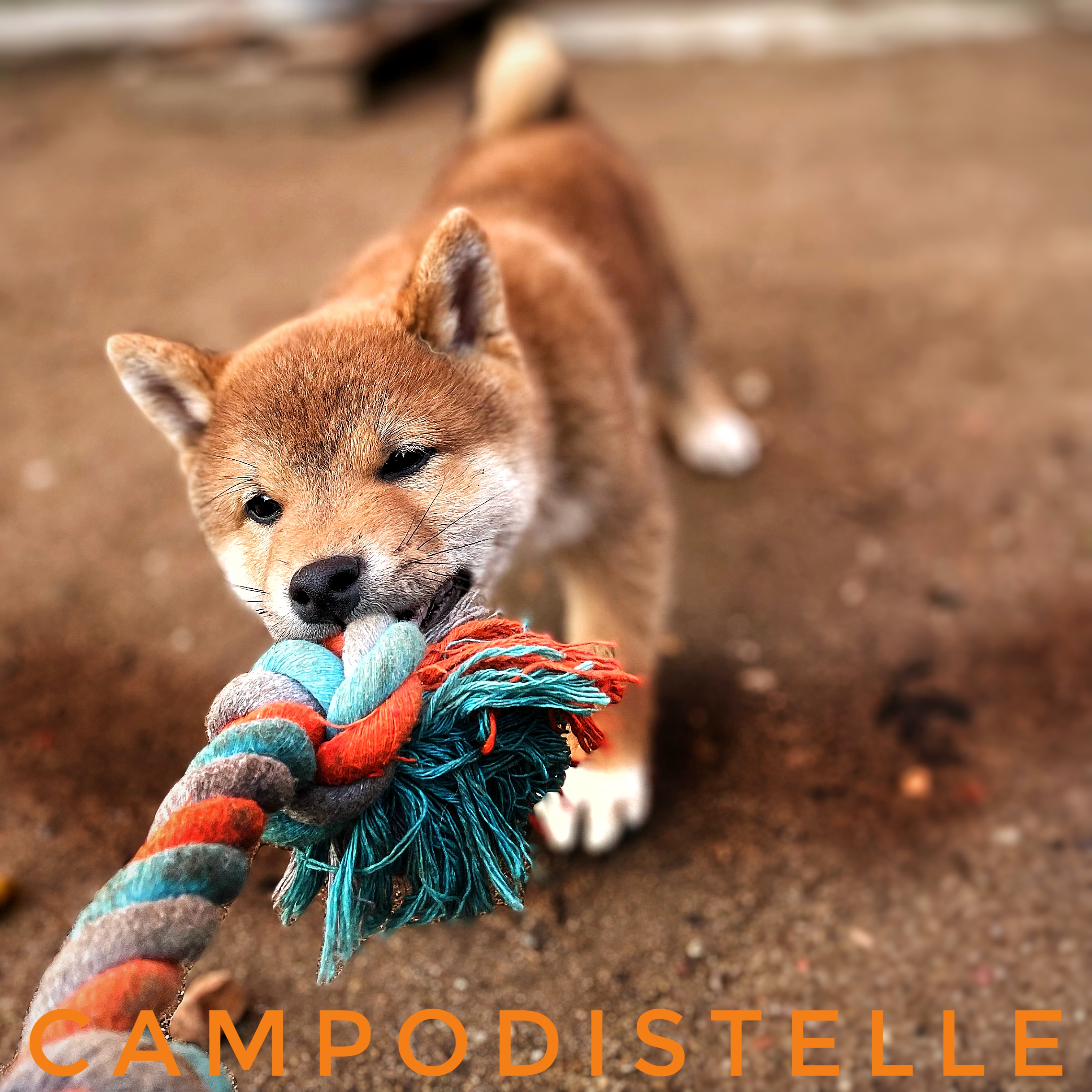 shiba-cucciolo-32.jpg