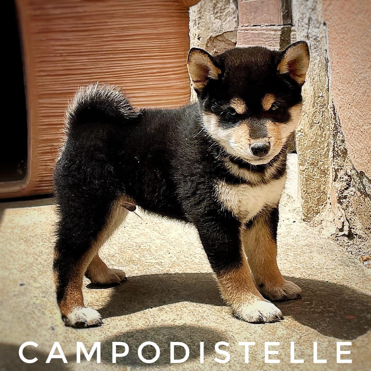 shiba-cucciolo-40.jpg