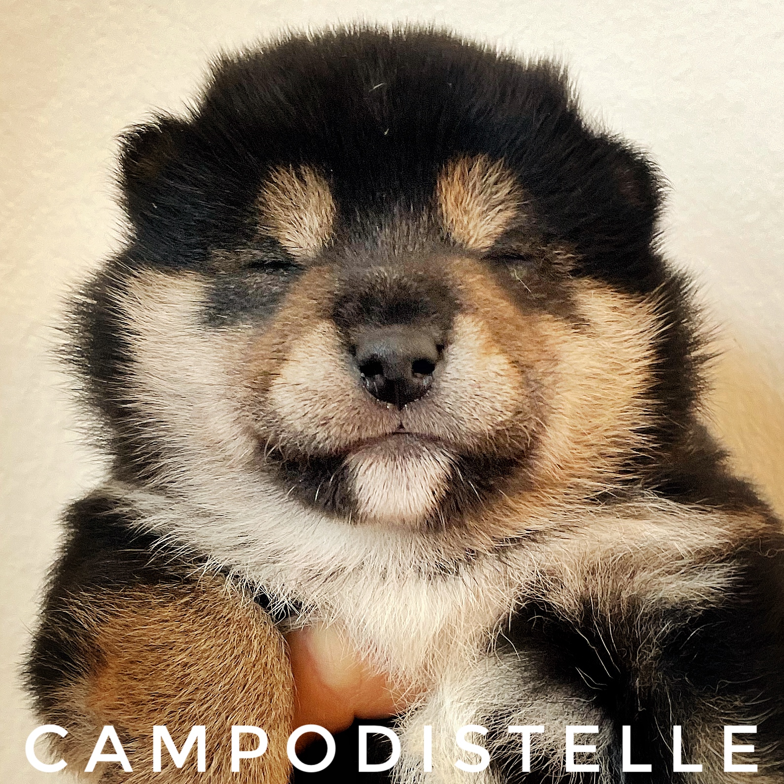 shiba-cucciolo-41.jpg