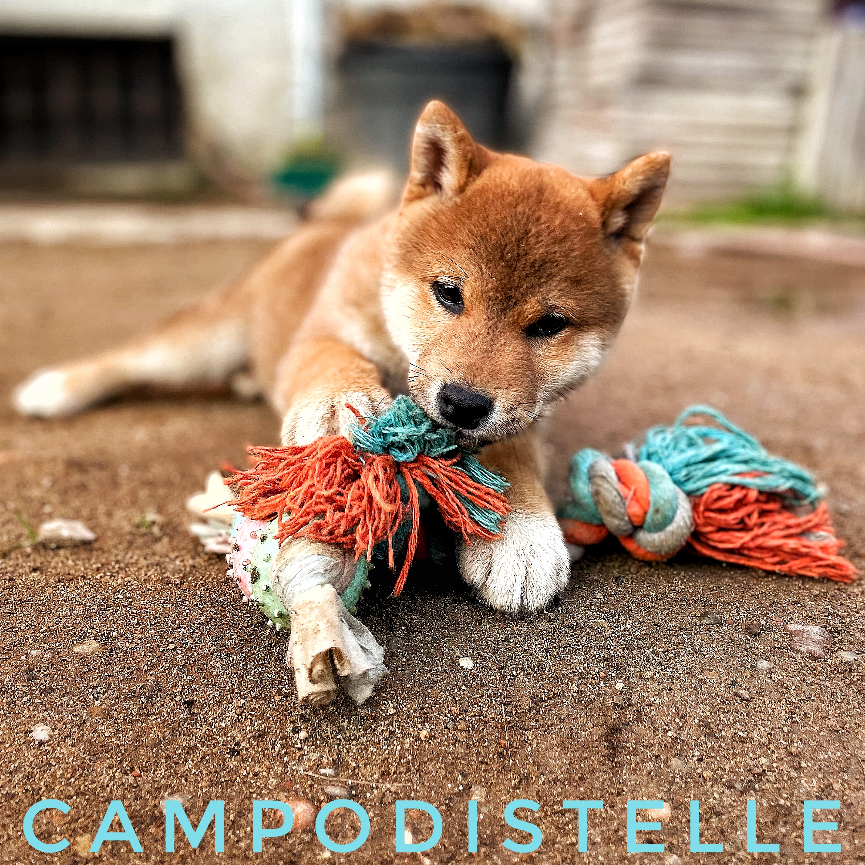 shiba-cucciolo-42.jpg