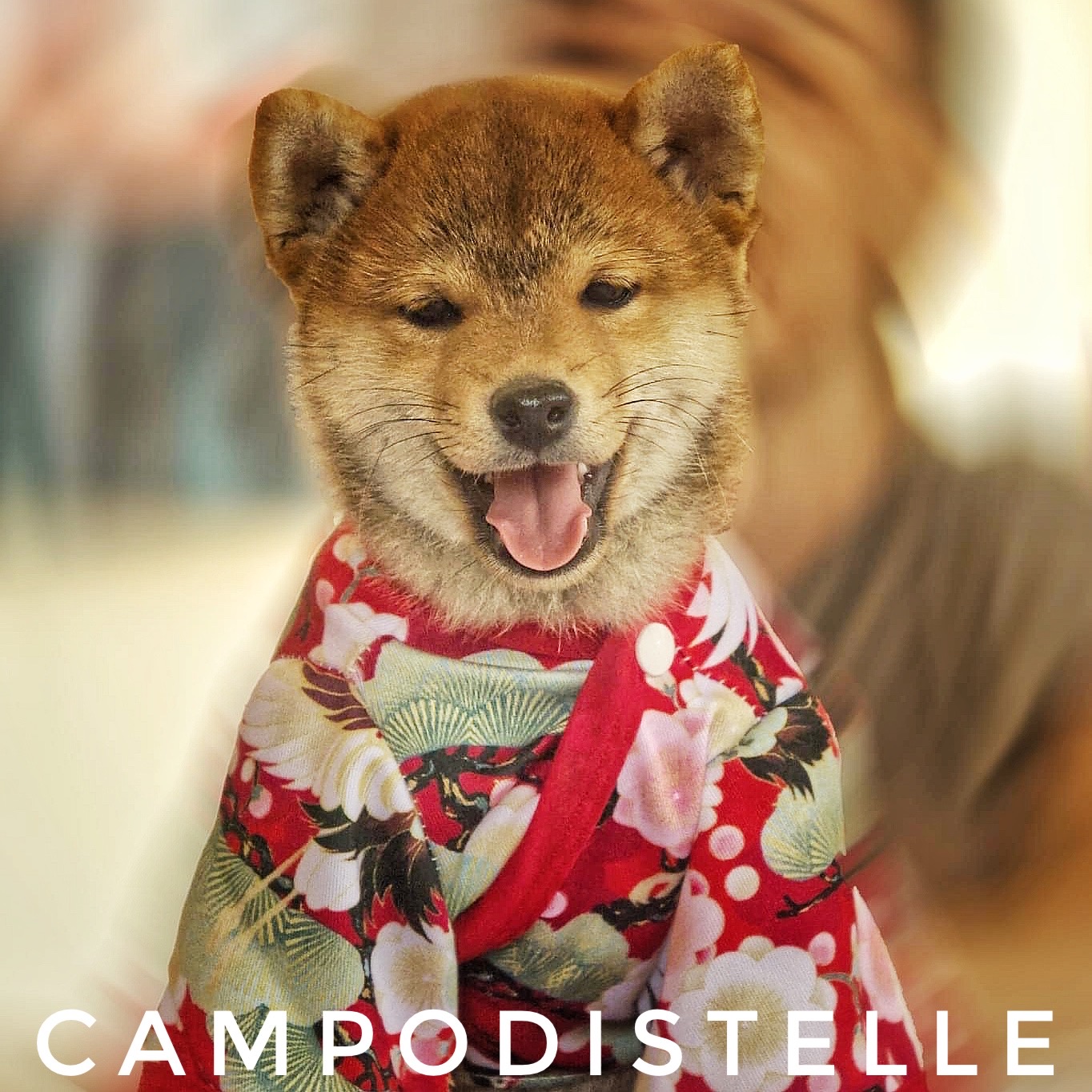 shiba-cucciolo-43.jpg