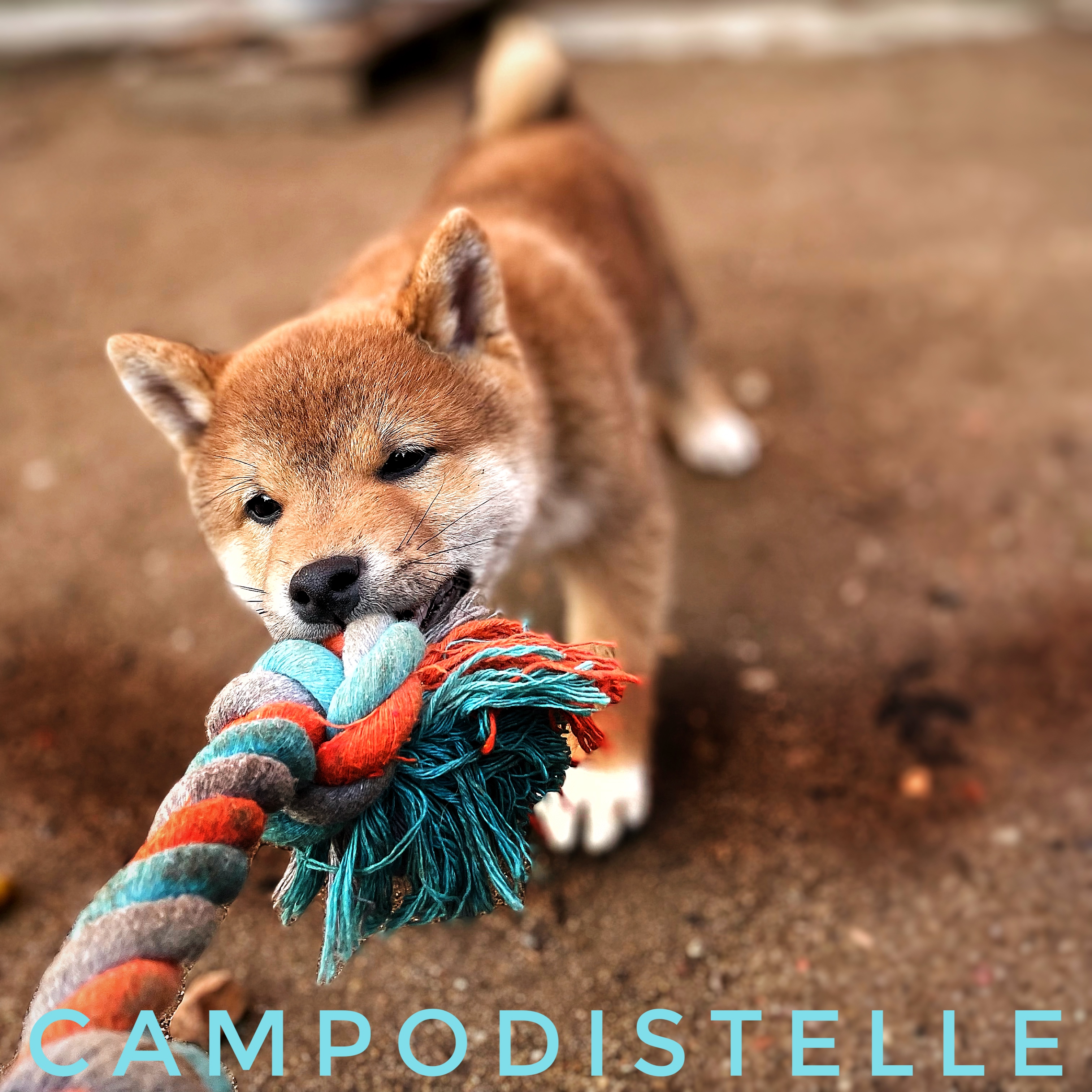 shiba-cucciolo-44.jpg