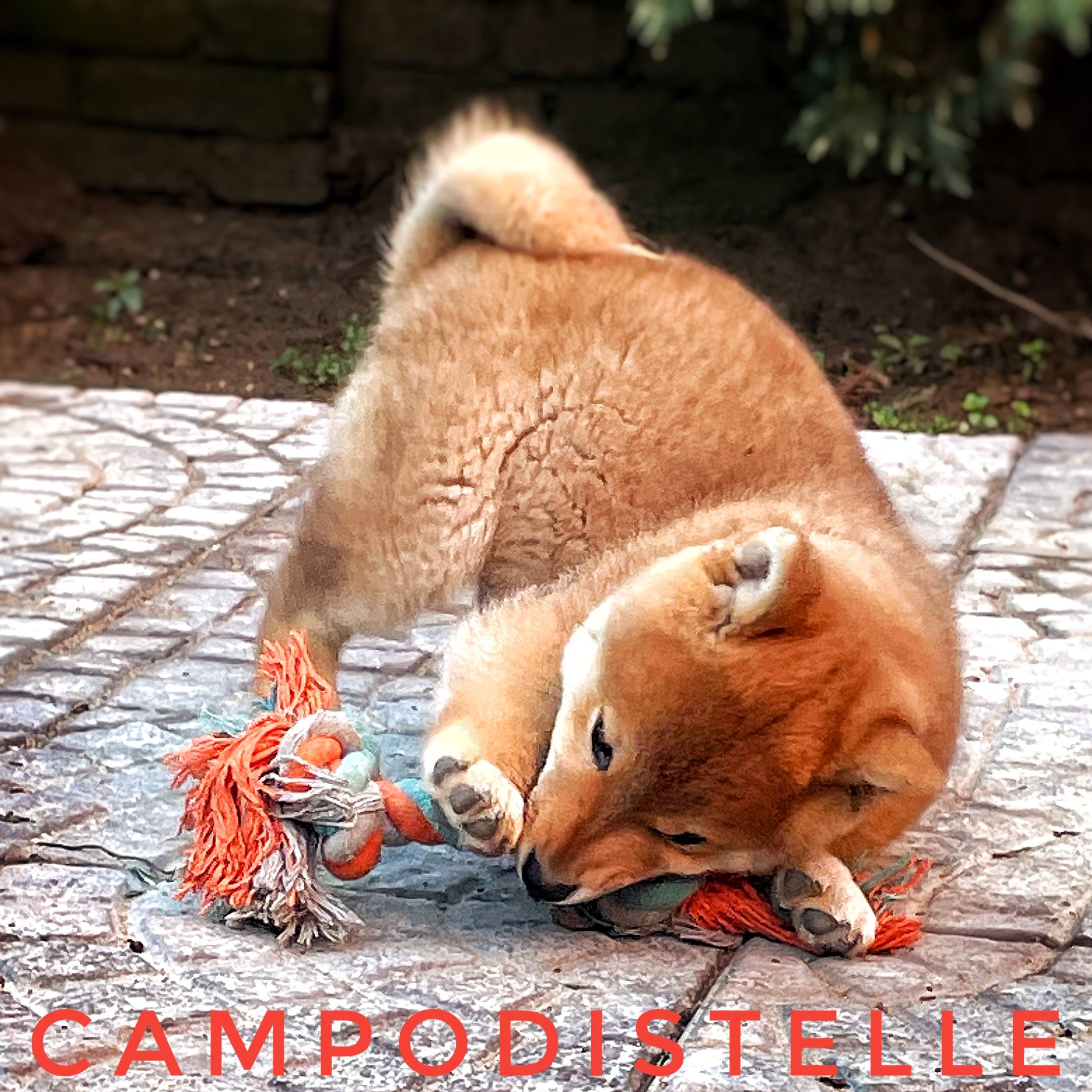 shiba-cucciolo-46.jpg