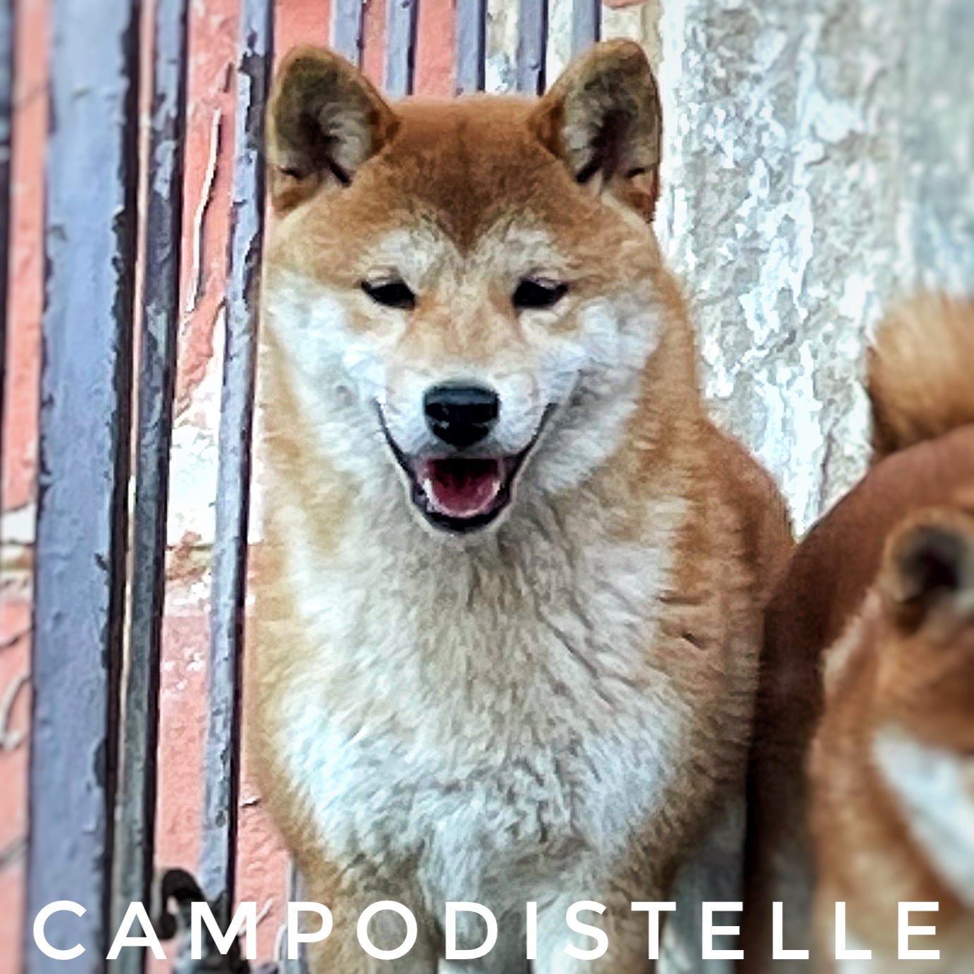 cherry-del-campodistelle-shiba-inu-femmina-milano-1.jpg