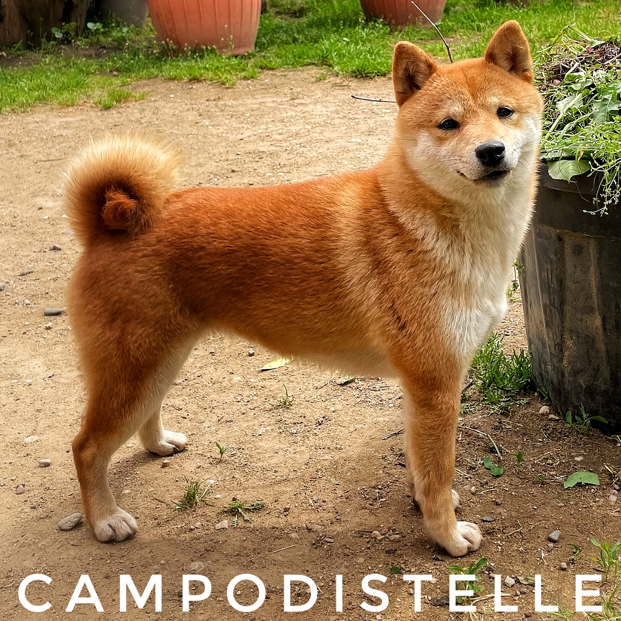 cherry-del-campodistelle-shiba-inu-femmina-milano-2.jpg