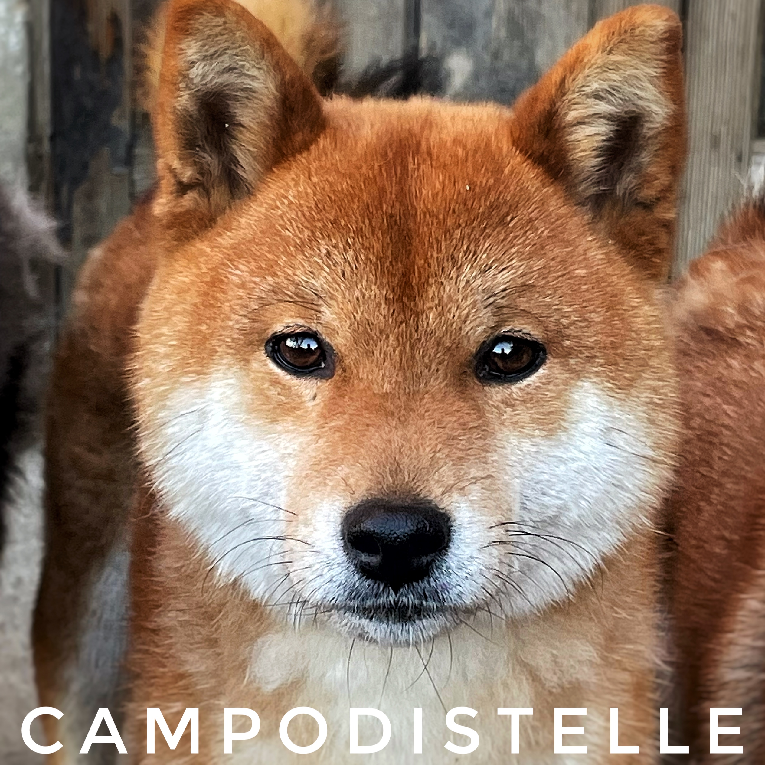 Futura Del Campodistelle