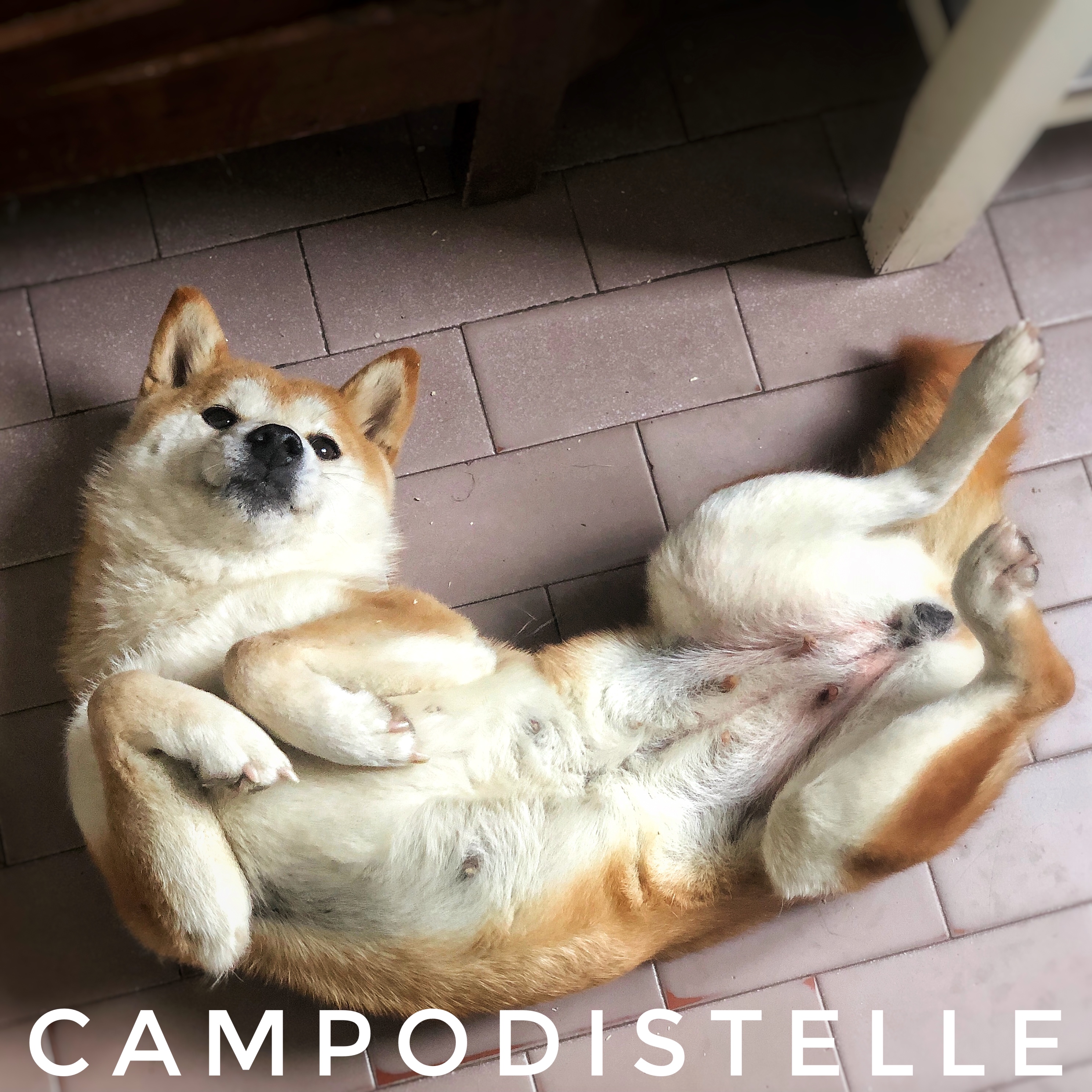 lux-del-campodistelle-shiba-inu-femmina-cane-chims-doge-3.jpg