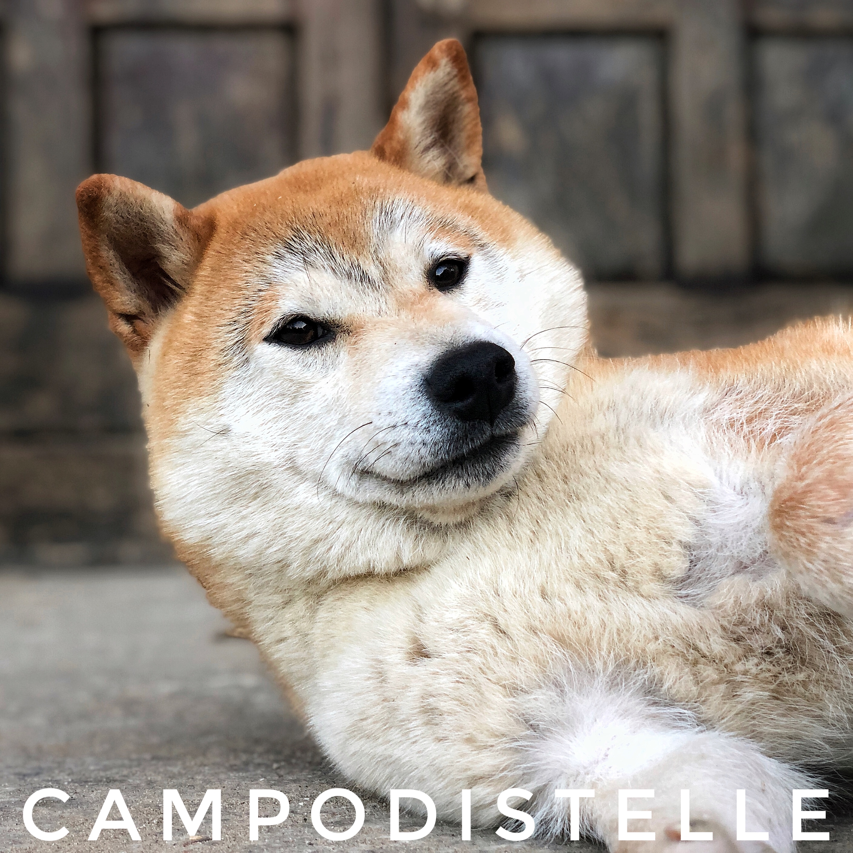 lux-del-campodistelle-shiba-inu-femmina-cane-chims-doge-4.jpg