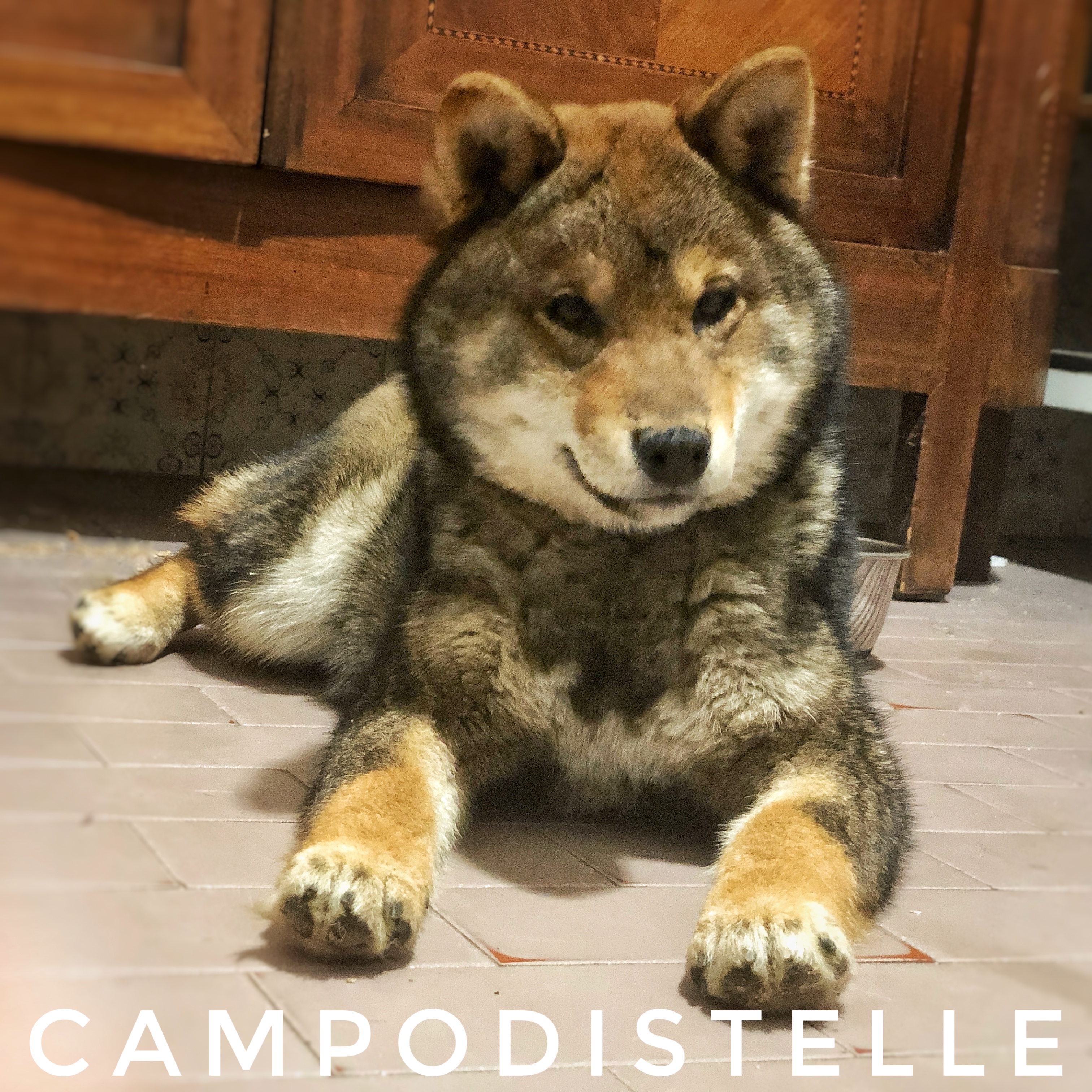 Mitsouko Del Campodistelle