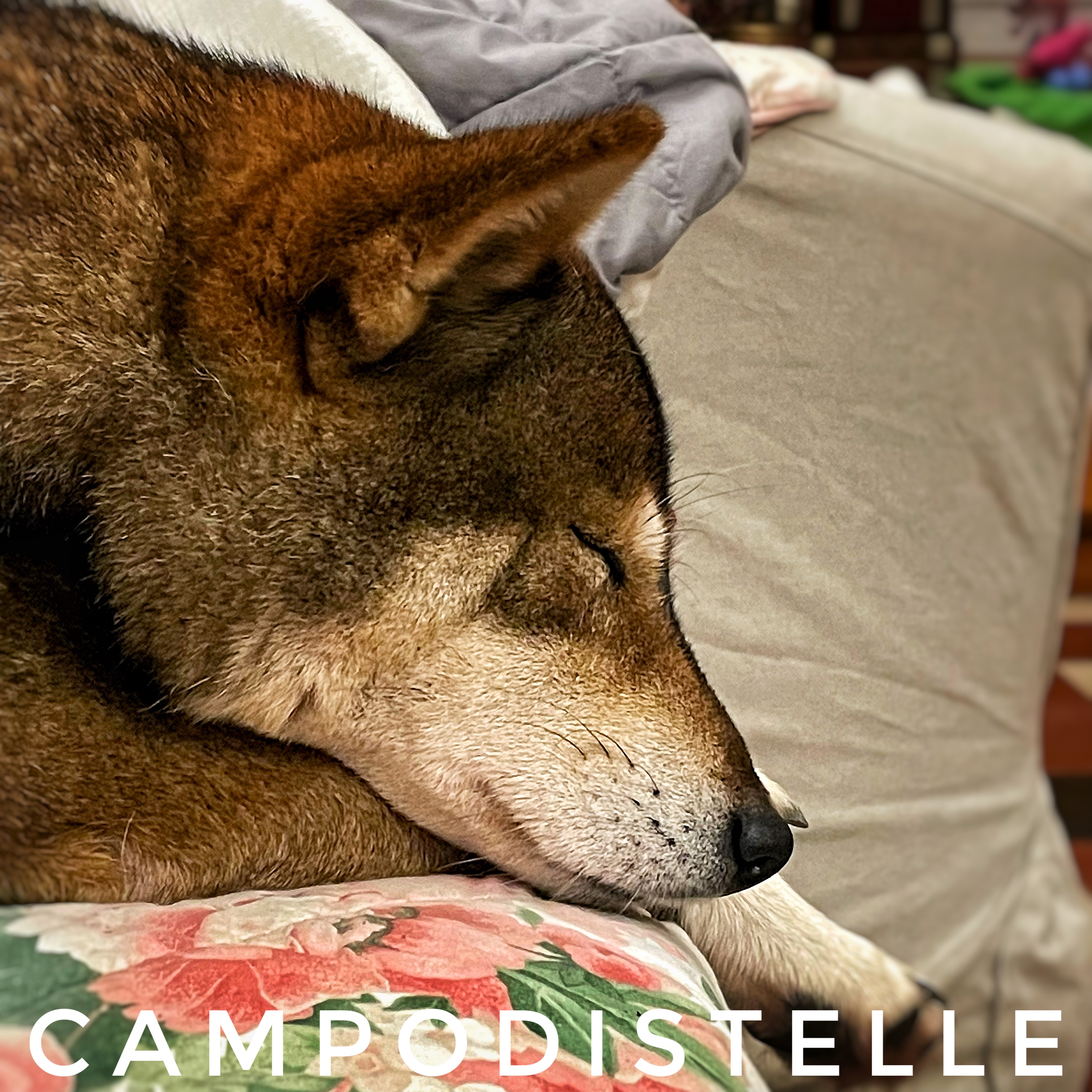 sacher-campodistelle-shiba-inu-femmina-sesamo-goma-chocolate-raro-2.jpg