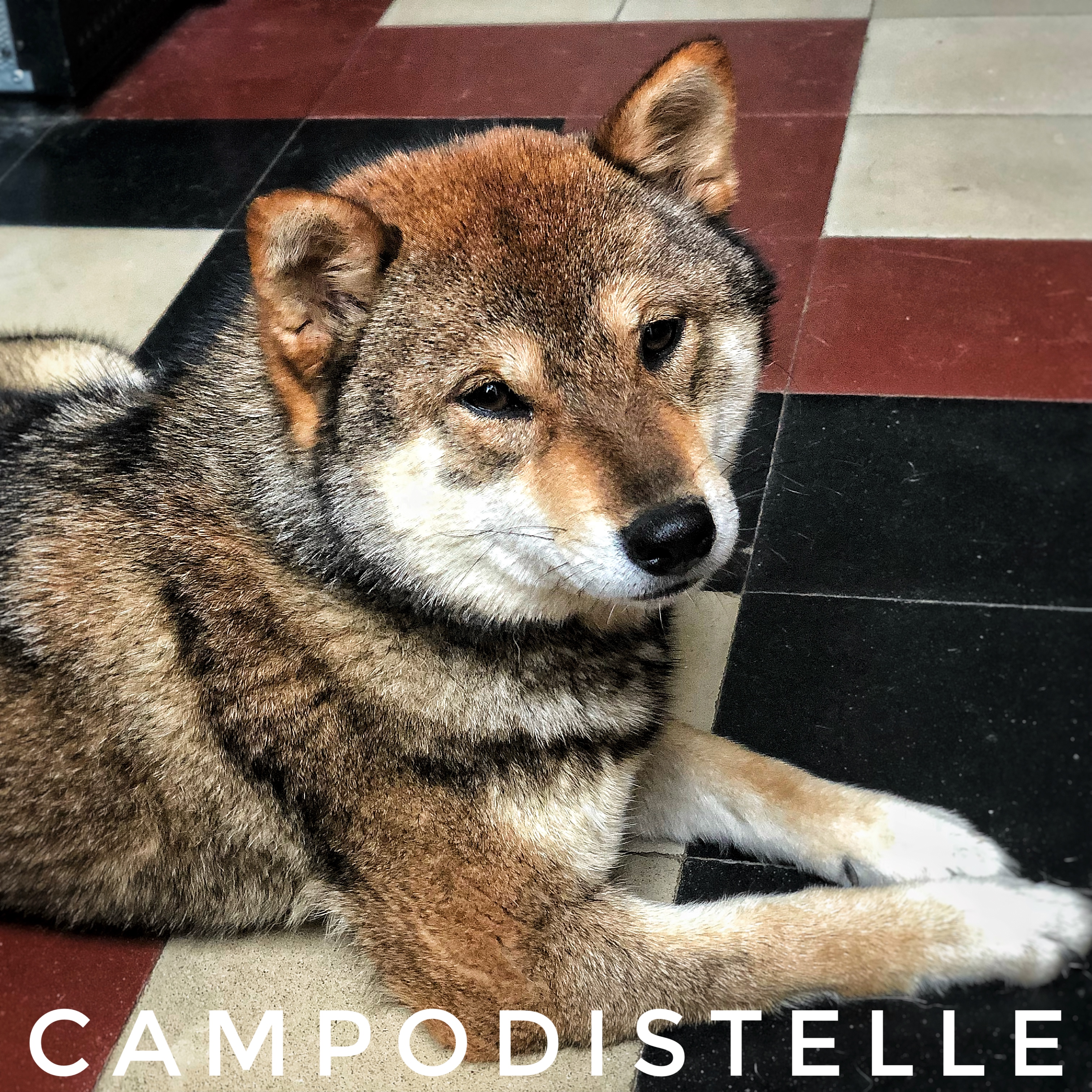 sacher-campodistelle-shiba-inu-femmina-sesamo-goma-chocolate-raro-4.jpg