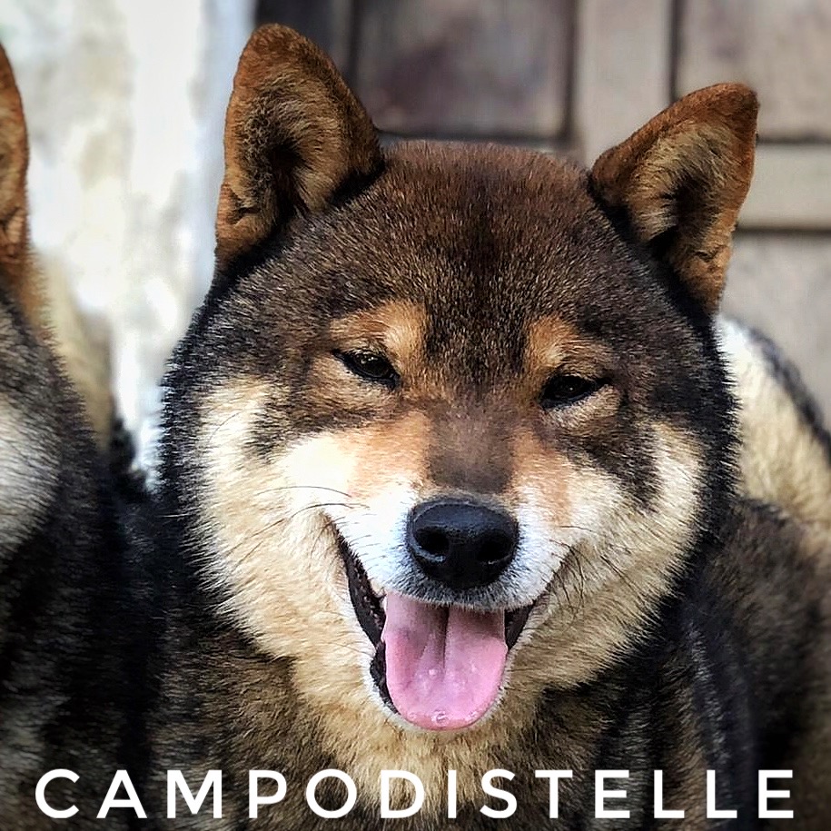 bacio-del-campodistelle-shiba-inu-maschio-allevamento-2.jpg