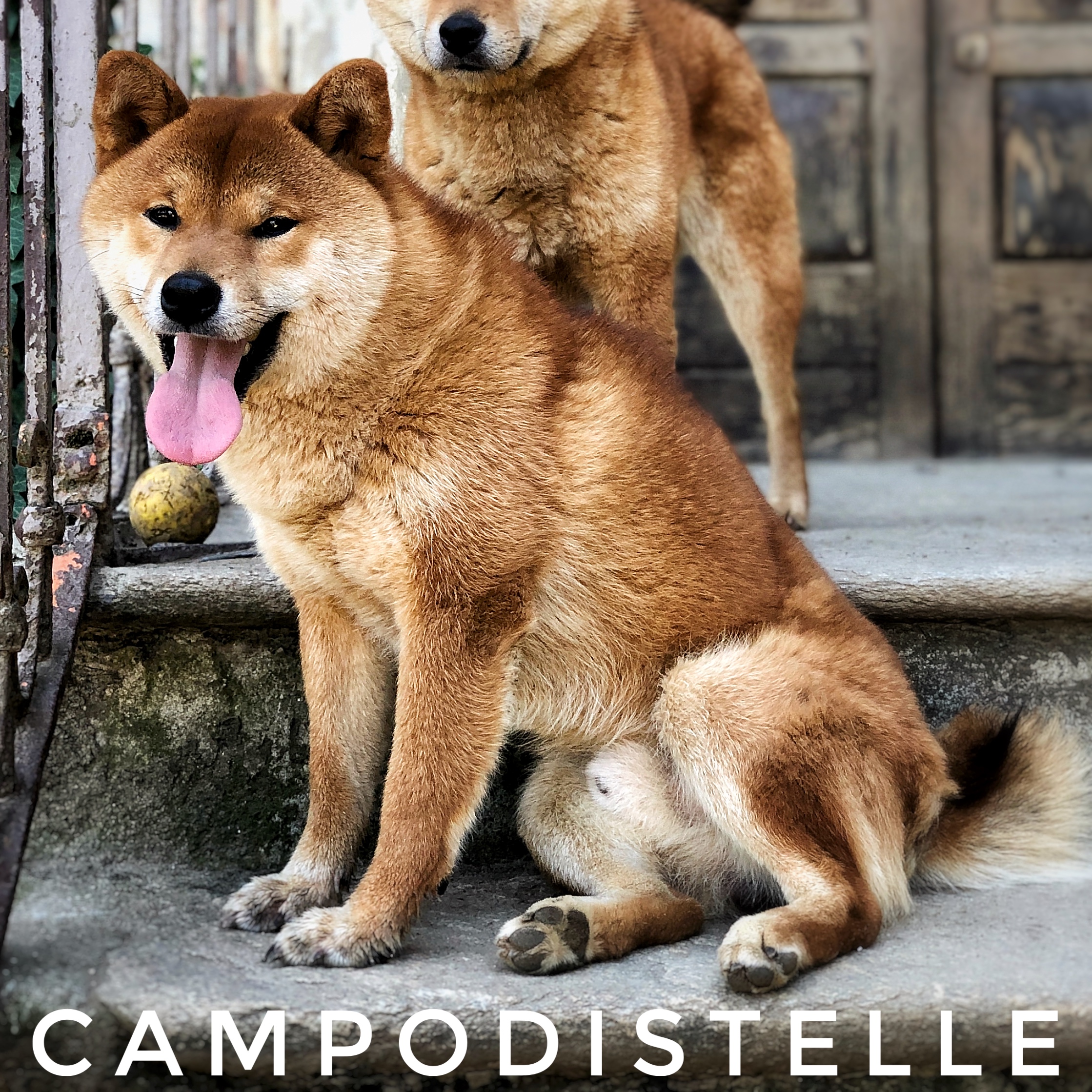 dingo-del-campodistelle-shiba-inu-maschio-cane-primitivo-giapponese-2.jpg