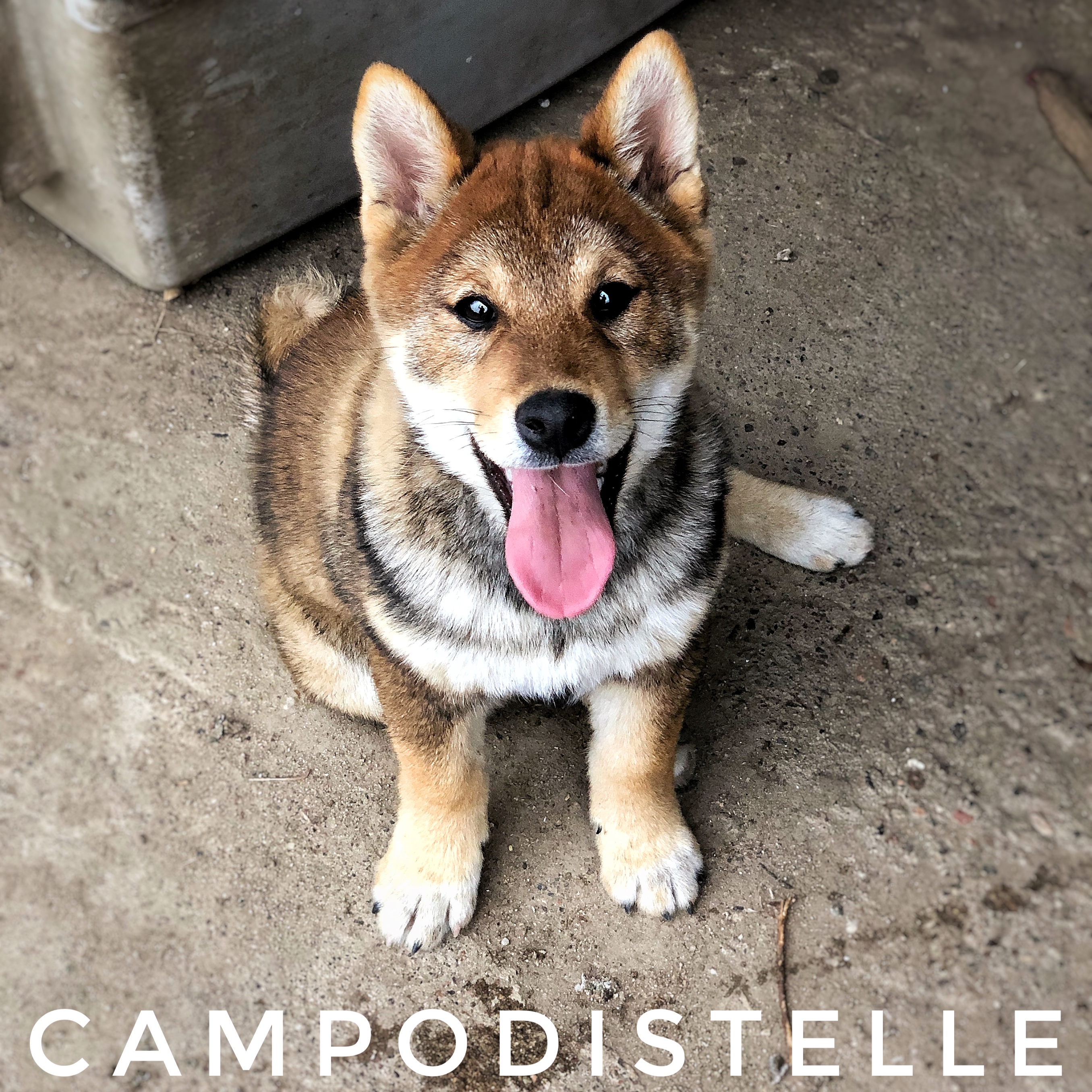 whisky-shiba-inu-maschio-sesamo-argento-lupo-cecoslovacco-4.jpg