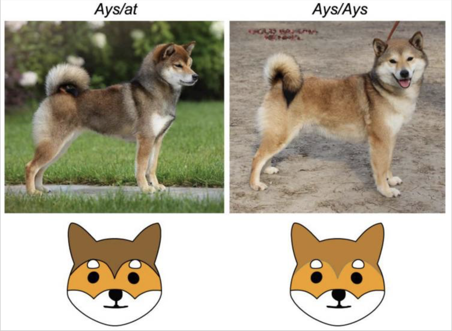 Shiba inu: Rosso VS Saghige