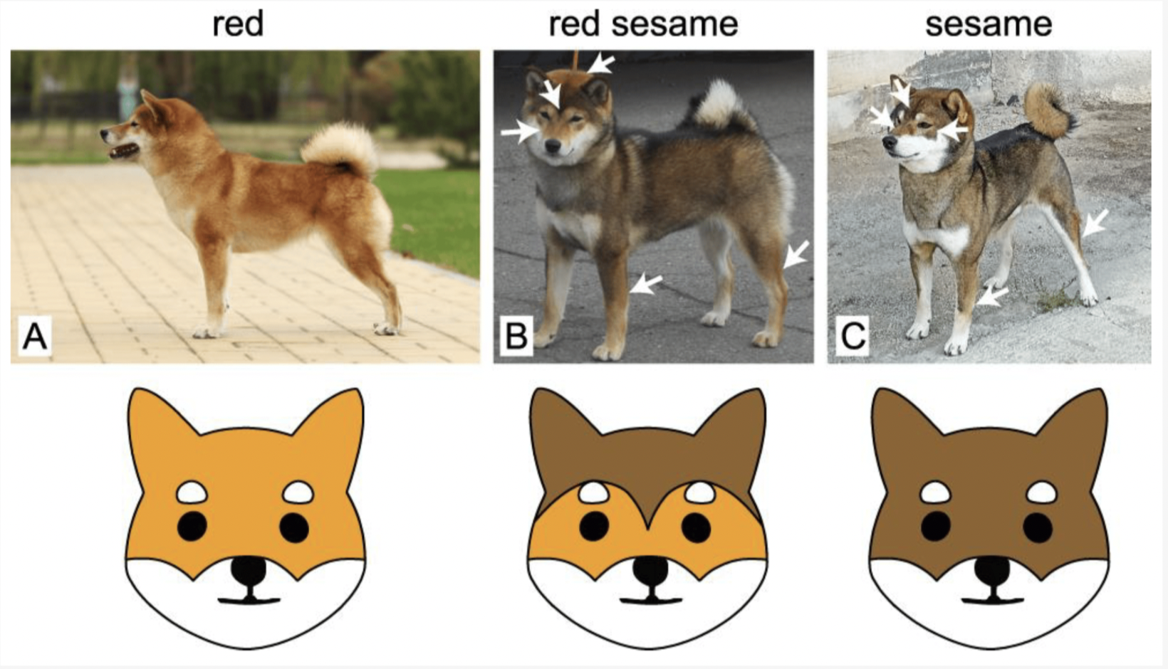 Shiba Inu: Rosso, Sesamo Rosso, Sesamo